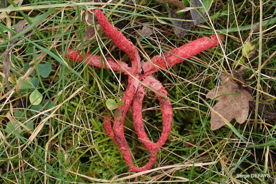 Clathrus archeri (Anthurus archeri)